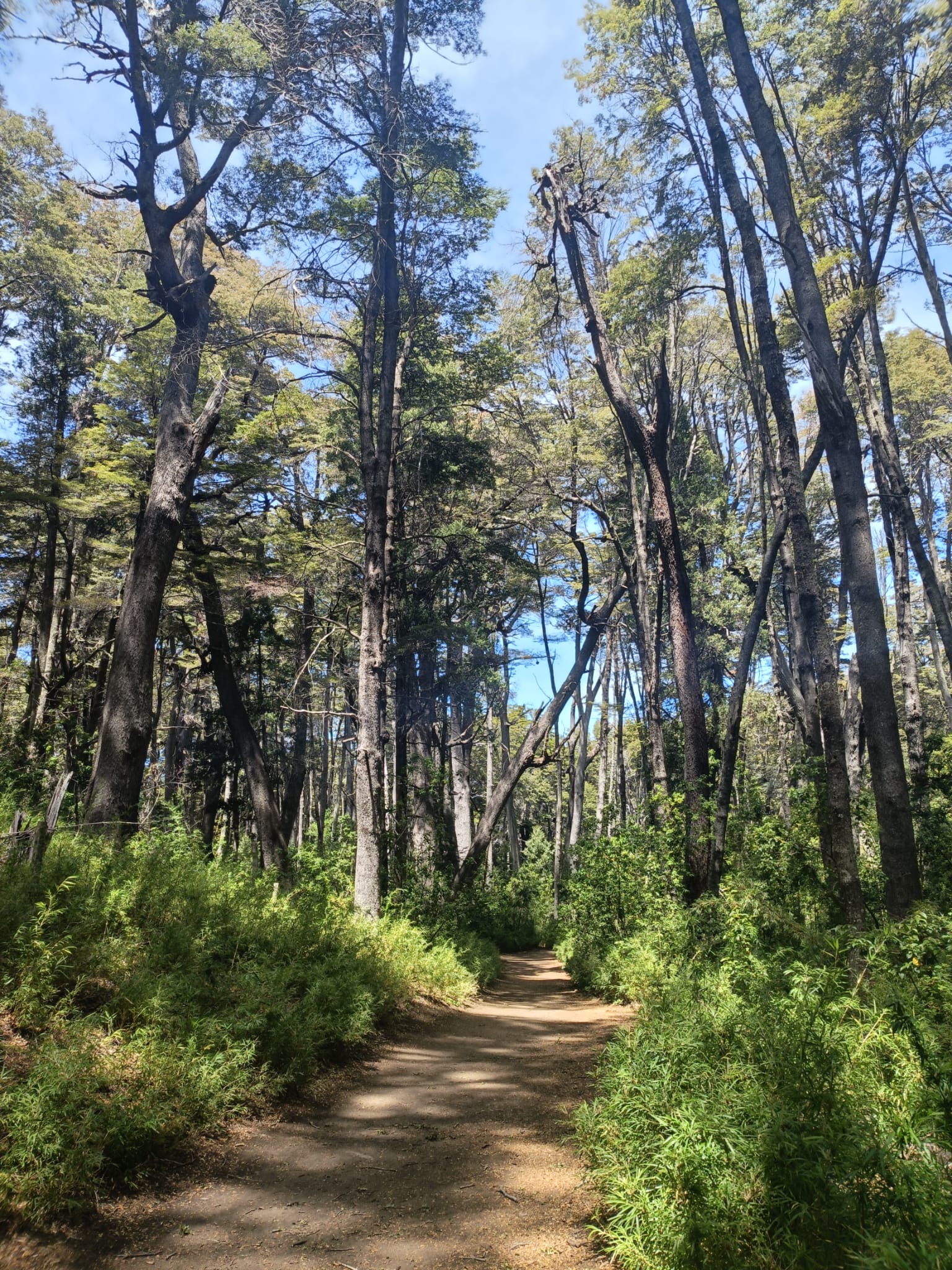 Ilustración terapias contextuales